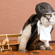 Illustration for article titled How to Fly Overseas With a Jerk Cat
